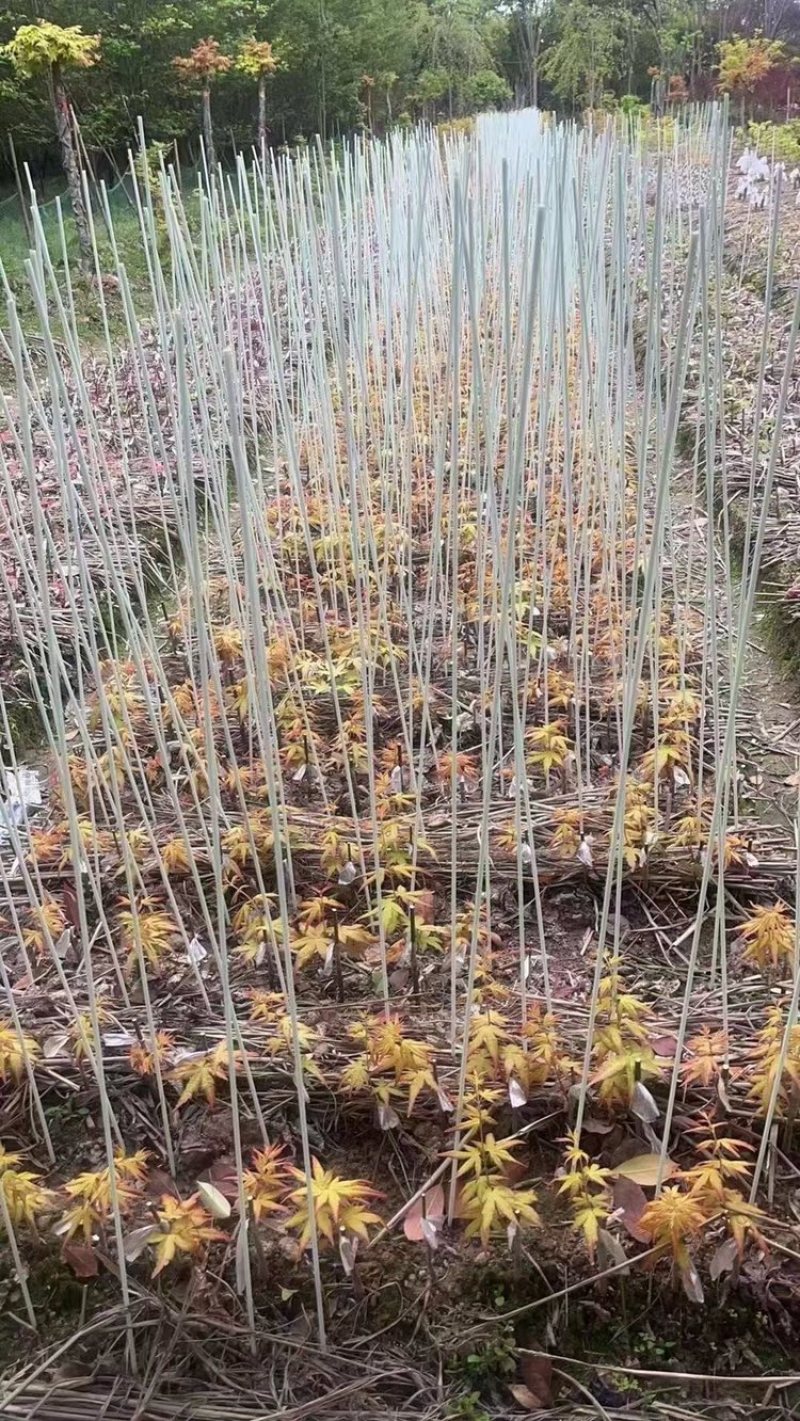 育苗拱棚支架蔬菜种植羊肚菌拱棚辣椒定值杆