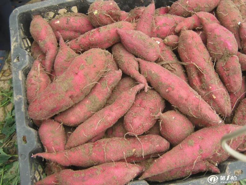 河北红薯西瓜红新鲜红薯大量供应产地货源量大优惠