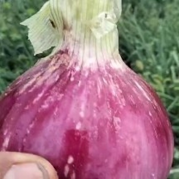 洋葱