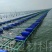 生蚝养殖生蚝蚝排水产养殖牛蛙养殖