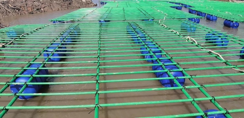 生蚝养殖生蚝蚝排水产养殖牛蛙养殖