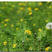 蒲公英种子婆婆丁种籽可观赏可药用蒲公英种籽耐寒性强