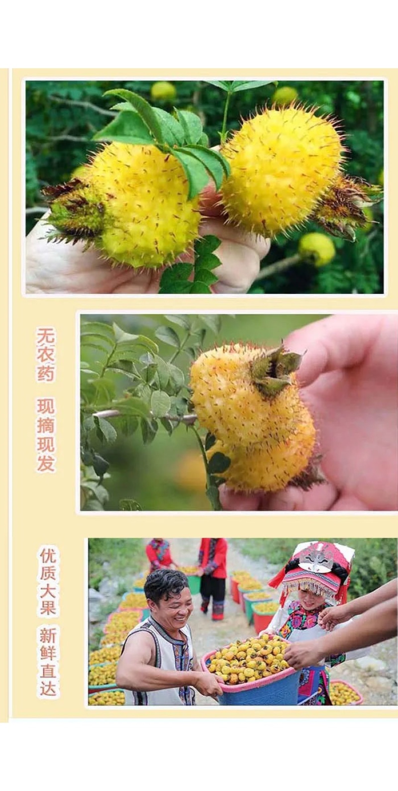 贵州新鲜刺梨