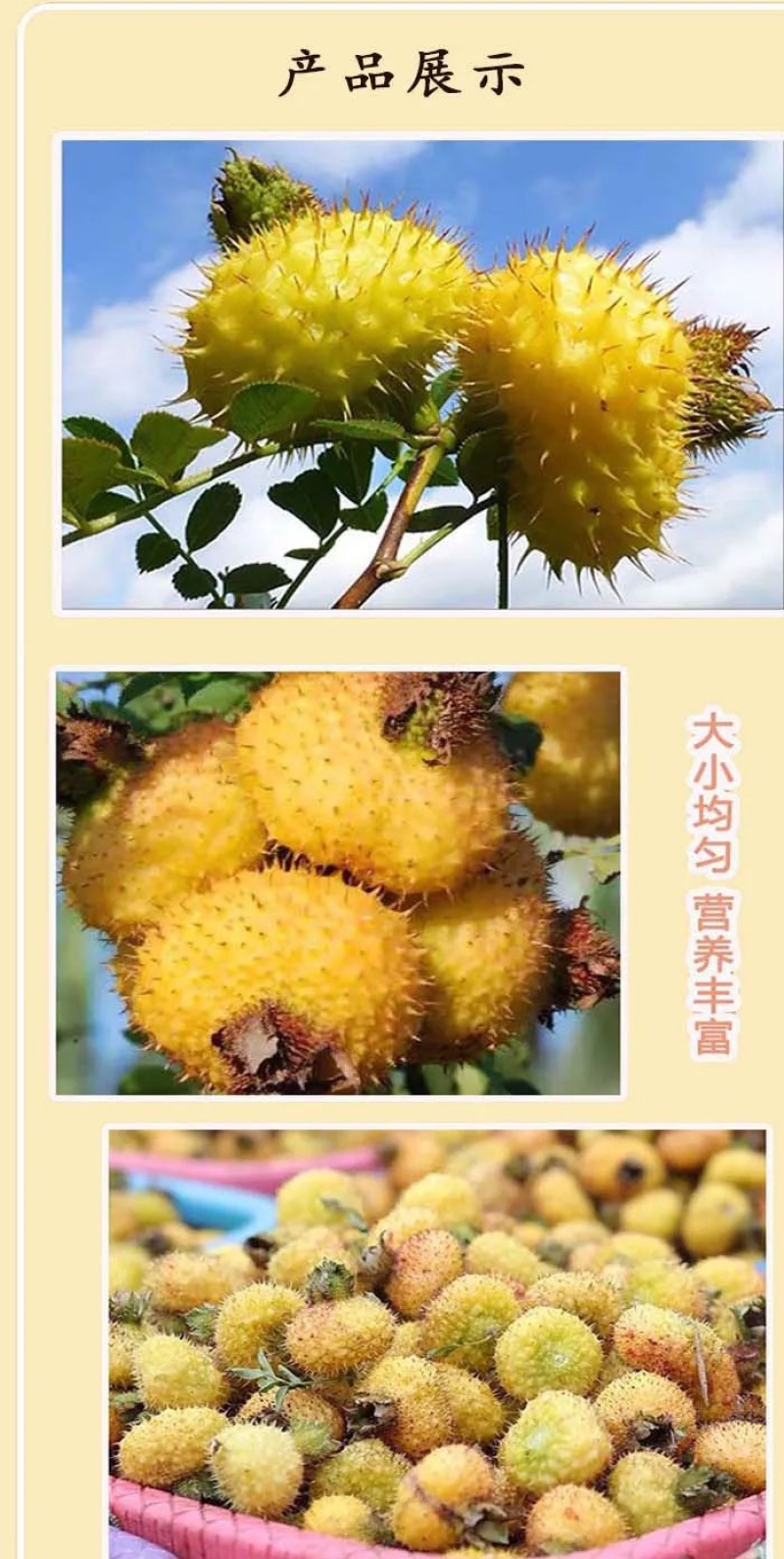 贵州新鲜刺梨