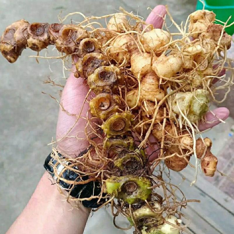 贵州纯野生黄精老虎姜野生生黄精新鲜10年黄金黄精干批发