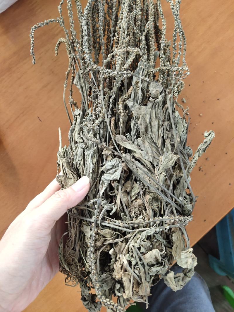 车前草中药材车前草干货整颗带穗车前草药