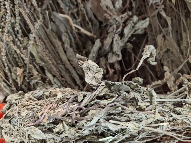 车前草中药材车前草干货整颗带穗车前草药