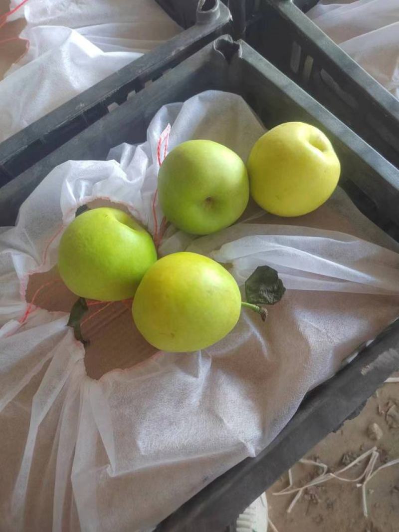 翠玉梨预售欢迎实地考察看货河南产地皮薄汁多