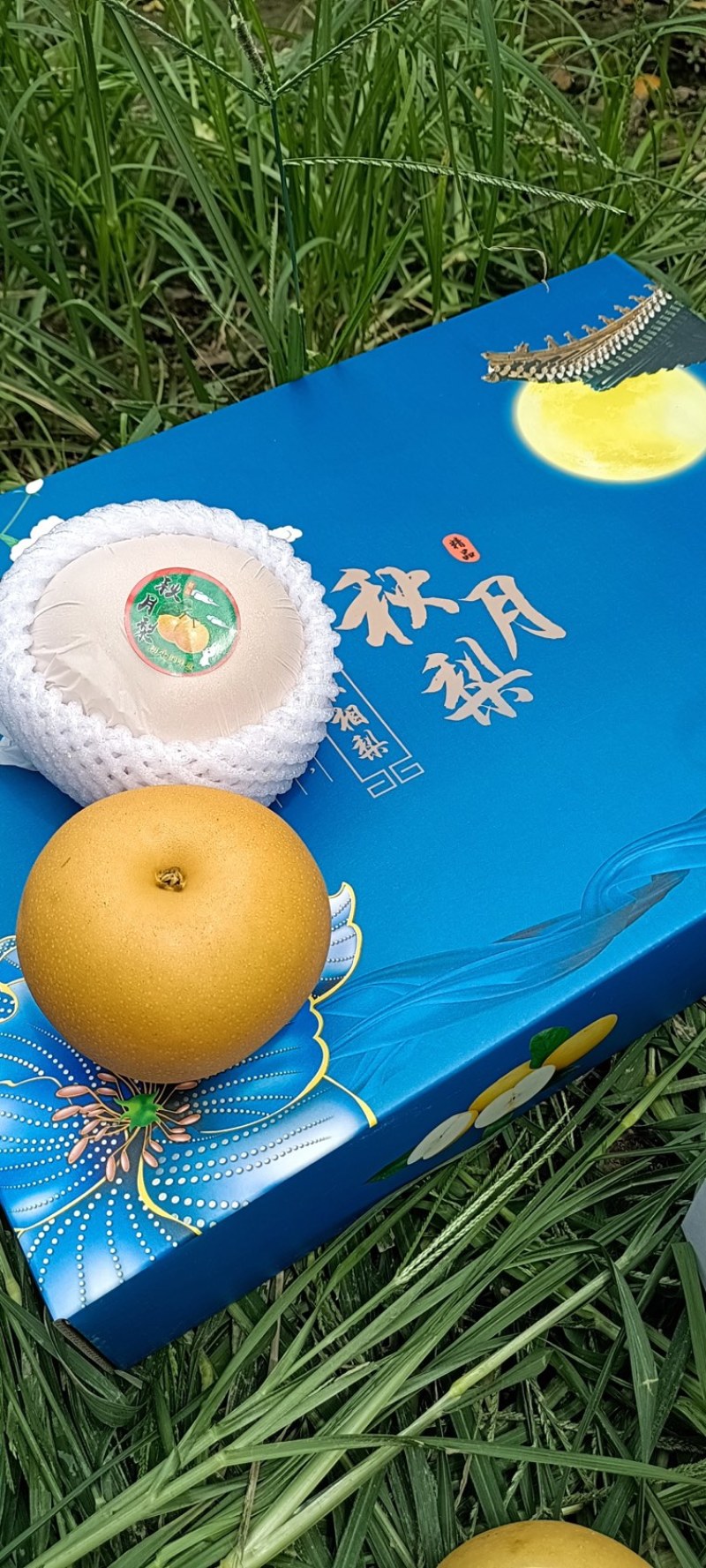 山东冠县丰水梨圆黄梨秋月梨等各种梨产地直销