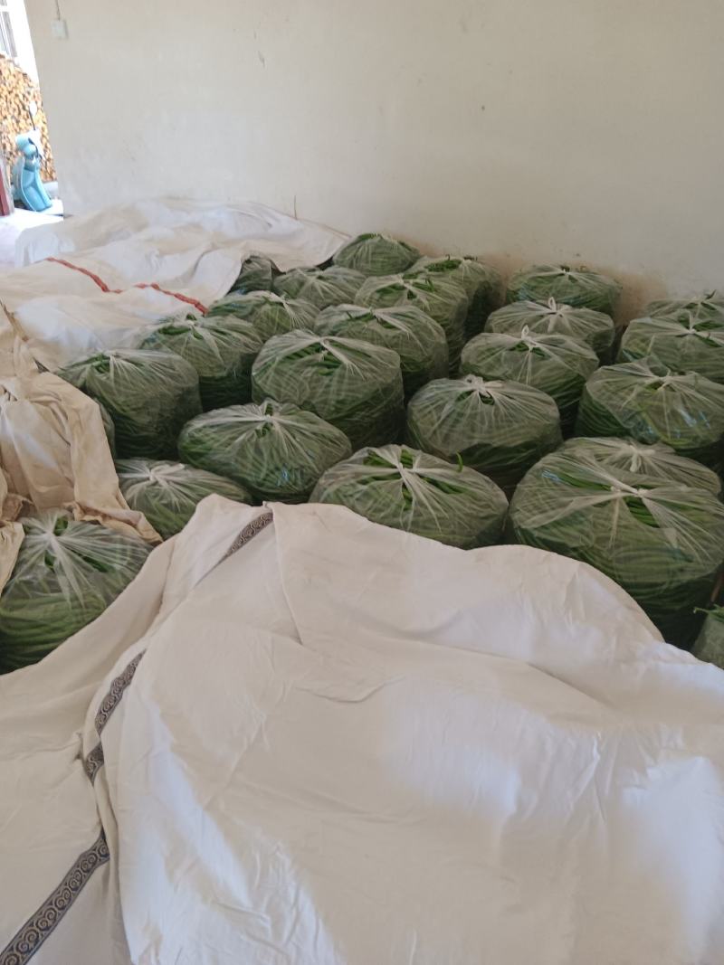 线椒大量上市，自己种植两百亩