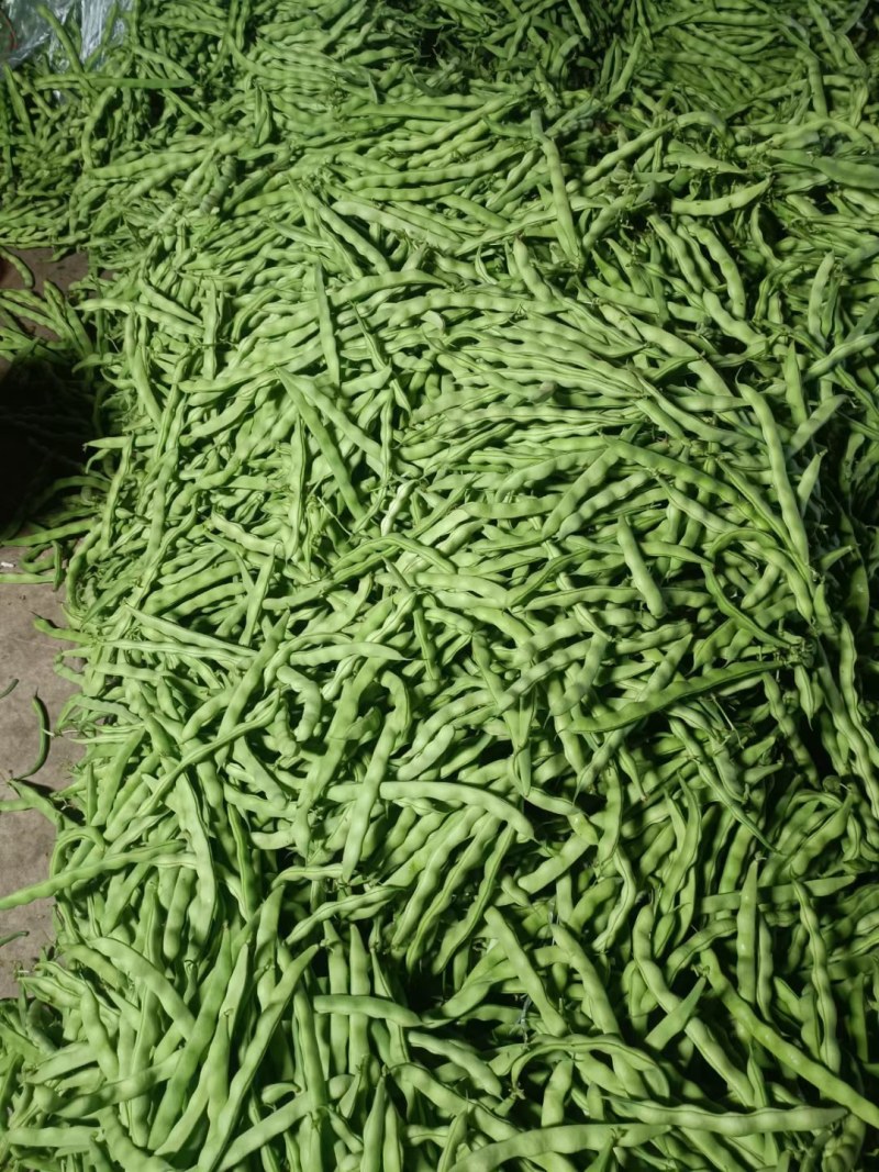 大青豆，无筋豆大量上市
