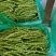 大青豆，无筋豆大量上市