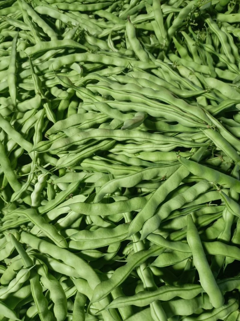 大青豆，无筋豆大量上市