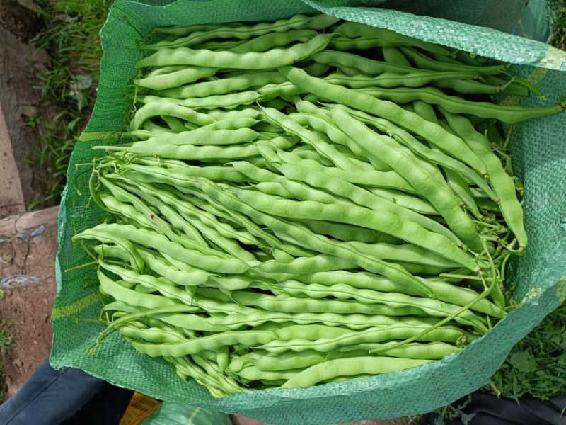 大青豆，无筋豆大量上市