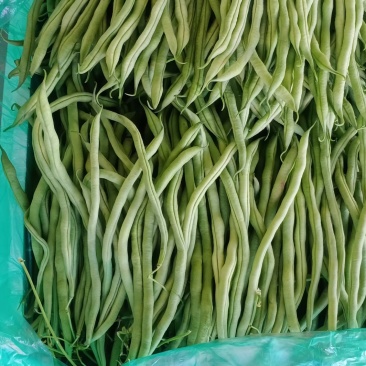 大青豆，无筋豆大量上市