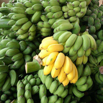广西现摘现发小米蕉香蕉新鲜水果产地直发