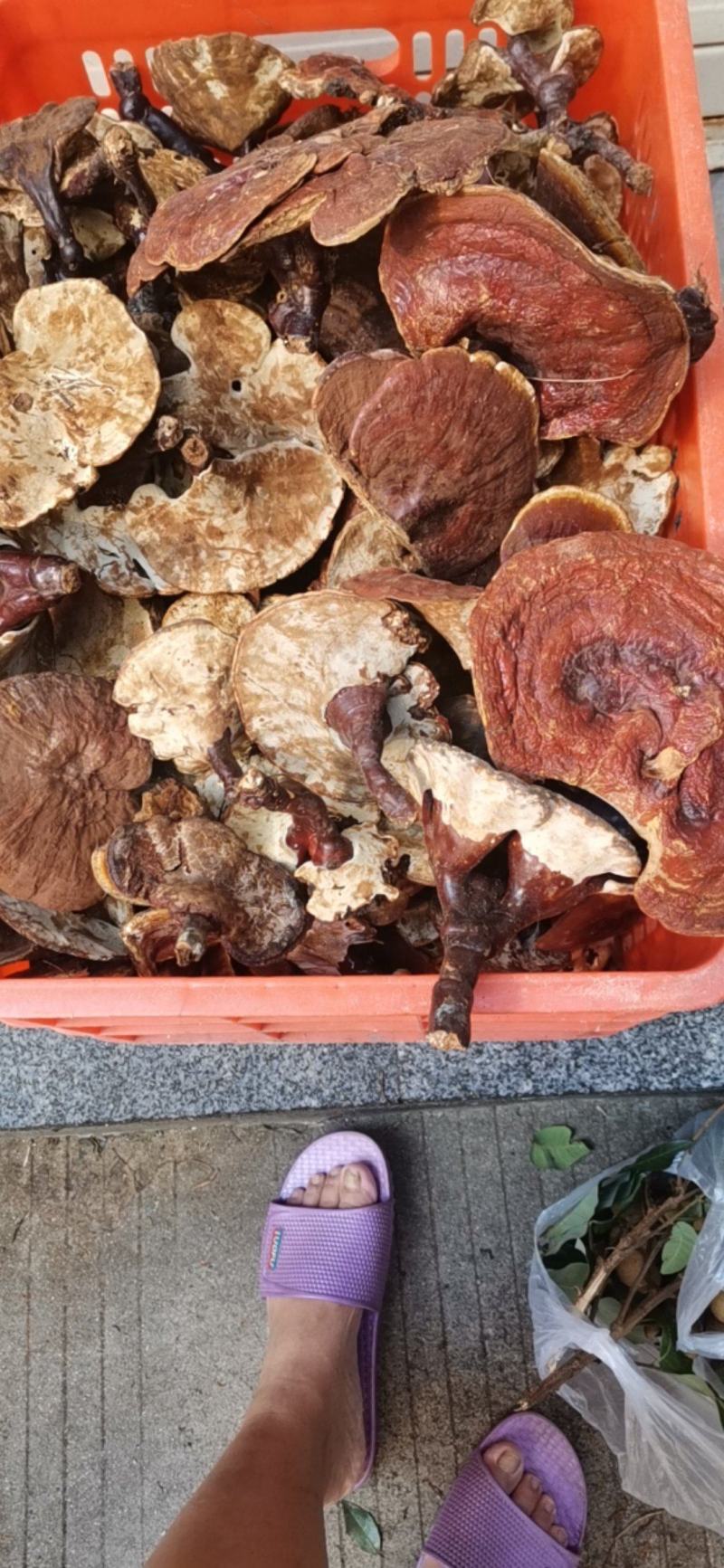 野生赤灵芝