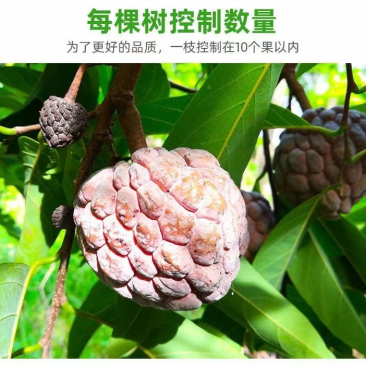 海南玫瑰世释迦