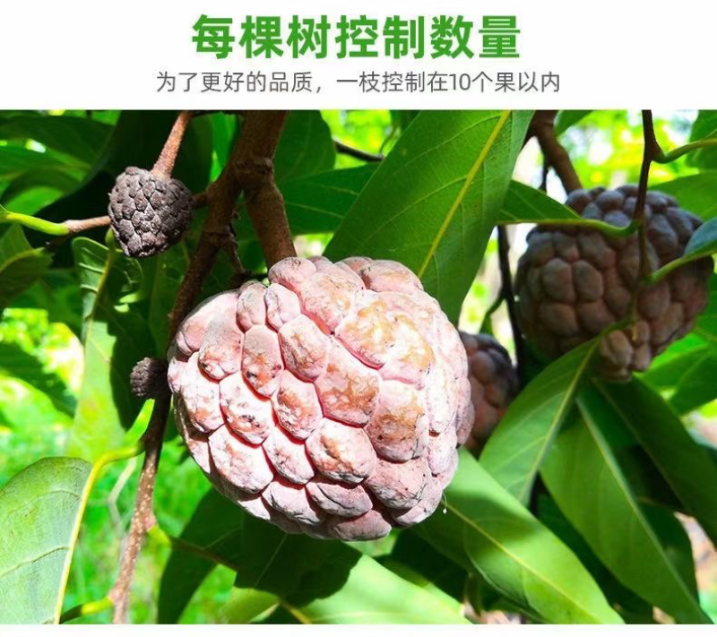 海南玫瑰世释迦