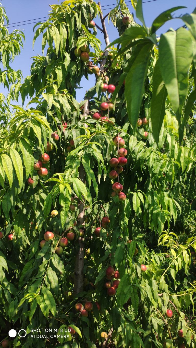 珍珠枣油桃