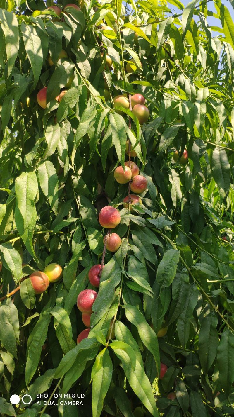 珍珠枣油桃