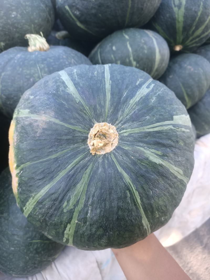 板栗南瓜大量供应