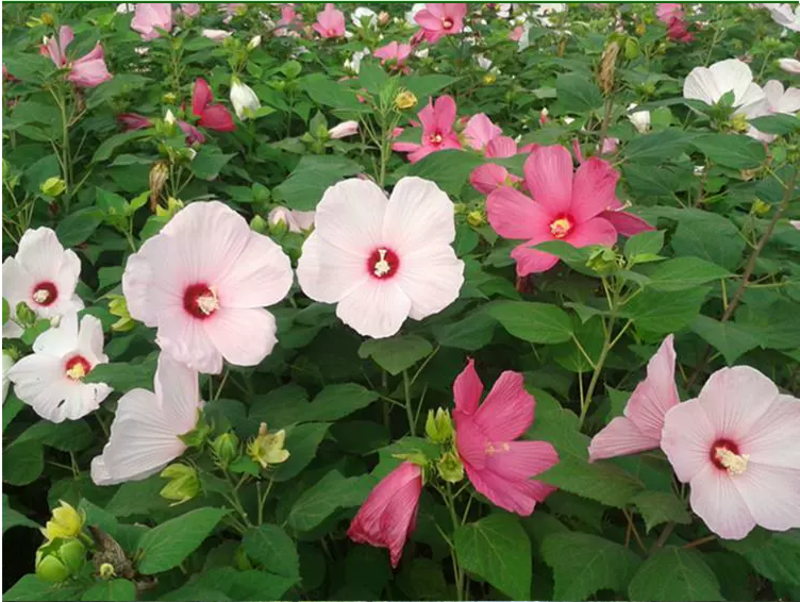 芙蓉葵种子新采大花秋葵种子草芙蓉四季种耐寒耐阴多年生宿根