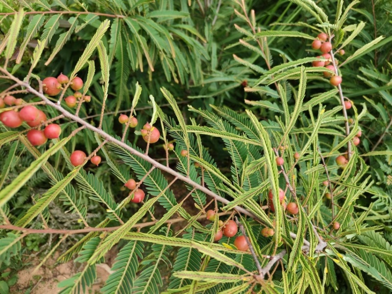 余甘果苗，余甘子，滇橄榄嫁接苗，不零售