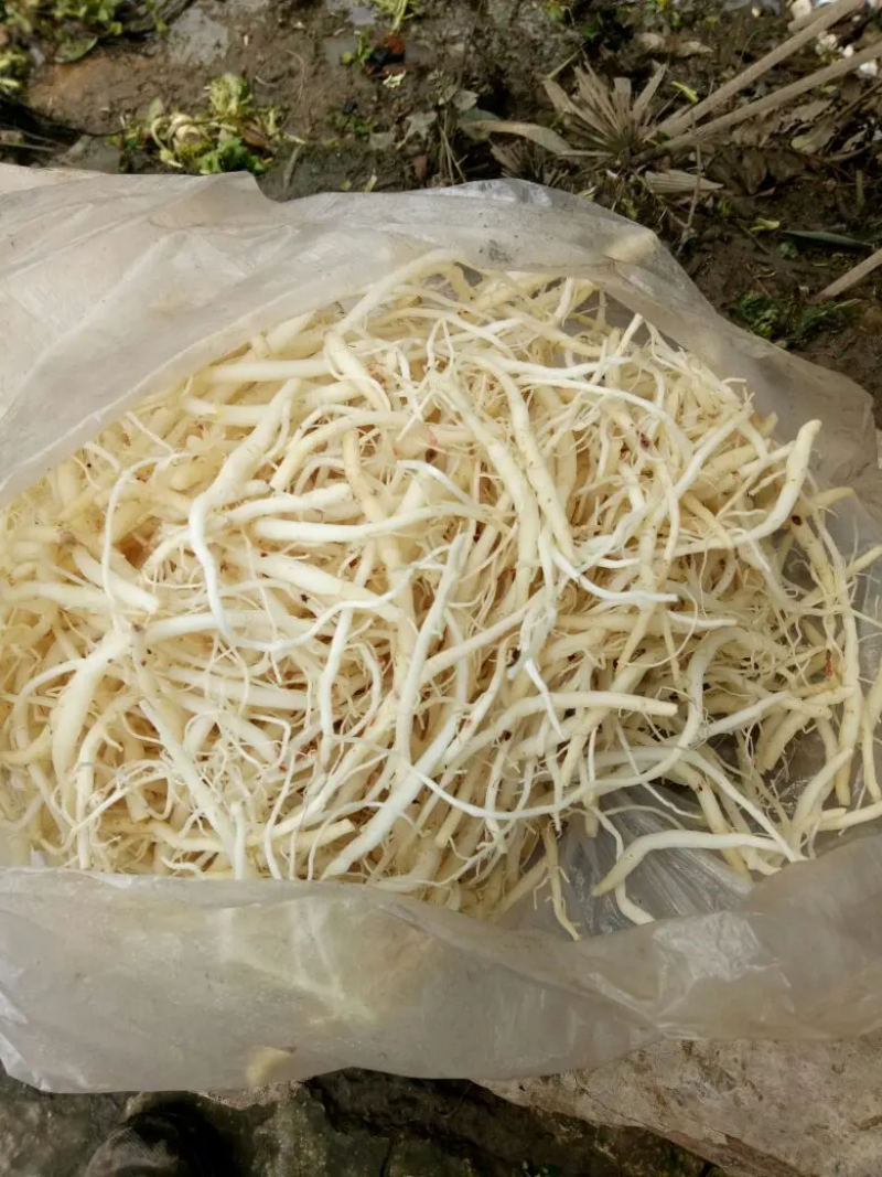 重庆金佛山雪参高海拨地区生长保质保量可视频看货欢迎来电