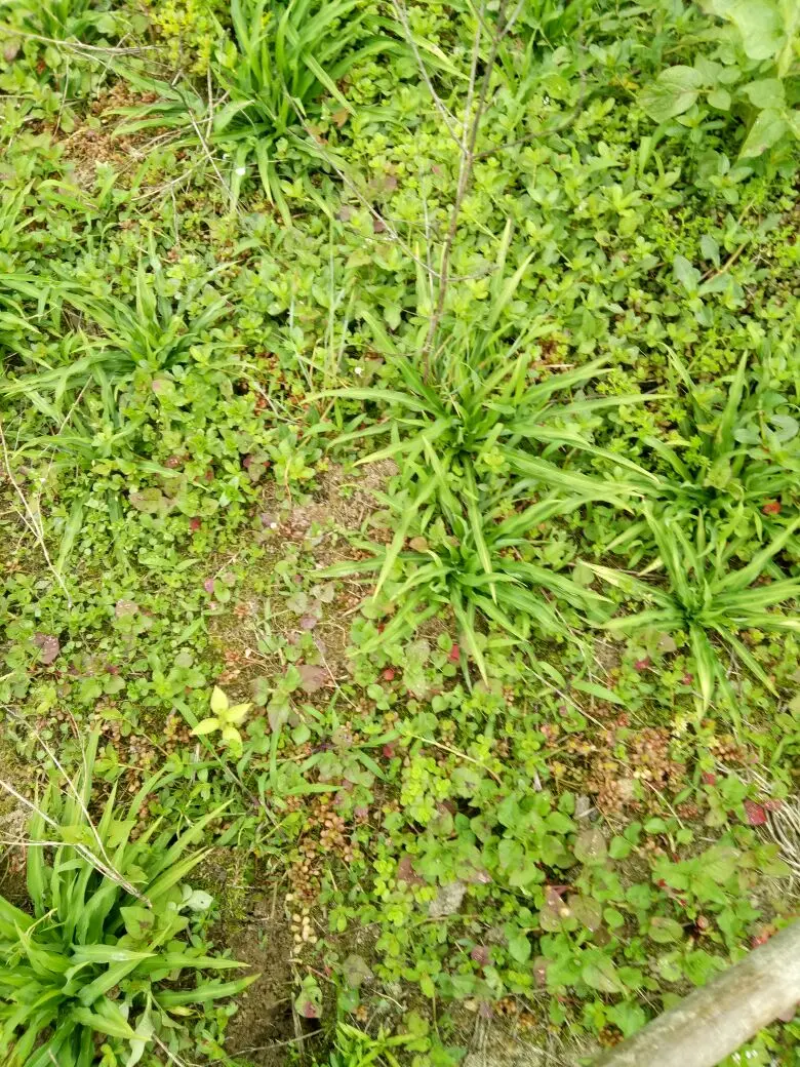 重庆金佛山雪参高海拨地区生长保质保量可视频看货欢迎来电