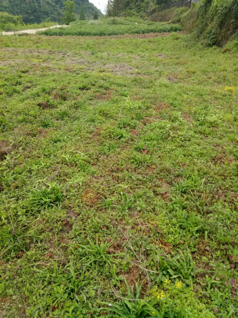重庆金佛山雪参高海拨地区生长保质保量可视频看货欢迎来电