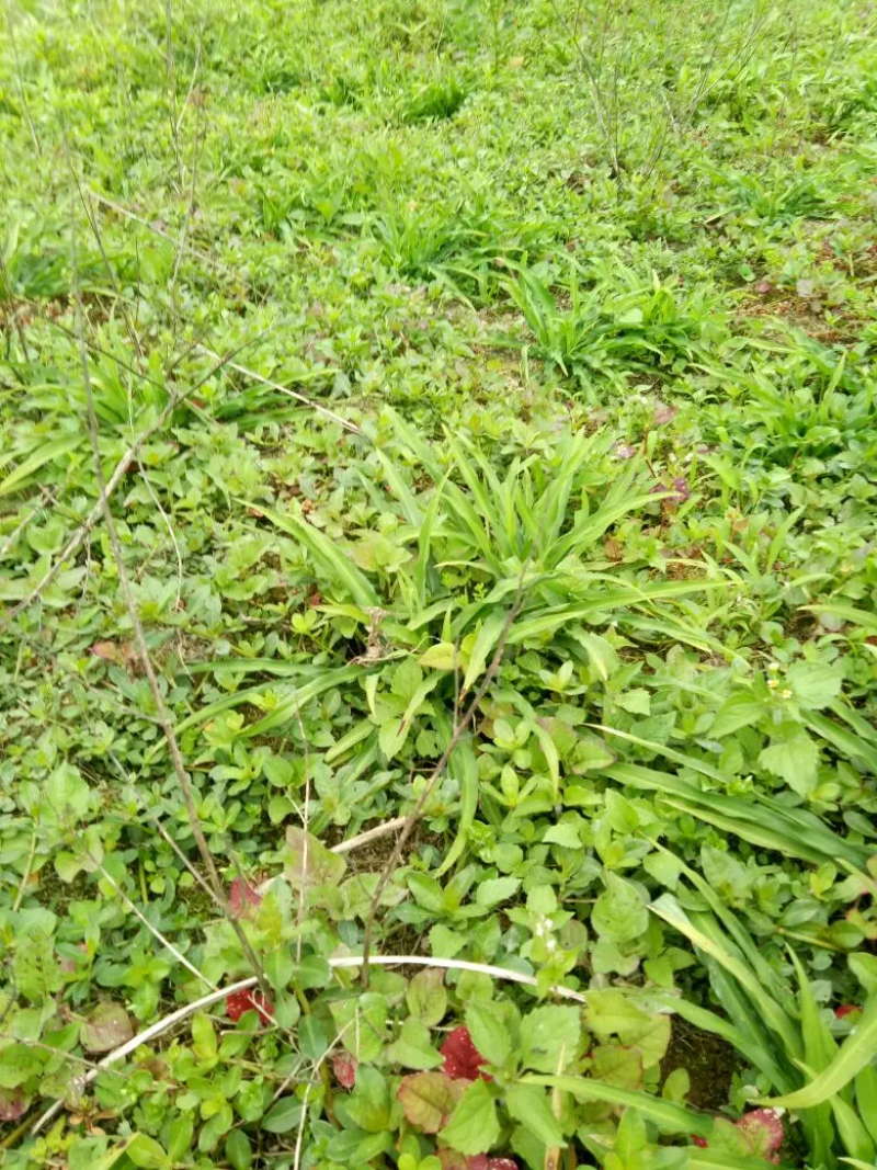 重庆金佛山雪参高海拨地区生长保质保量可视频看货欢迎来电