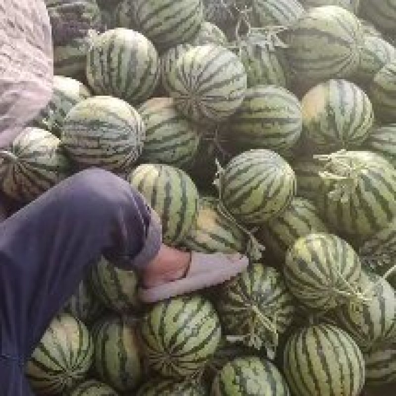 美都西瓜陕西西瓜规格齐支持视频看货代发
