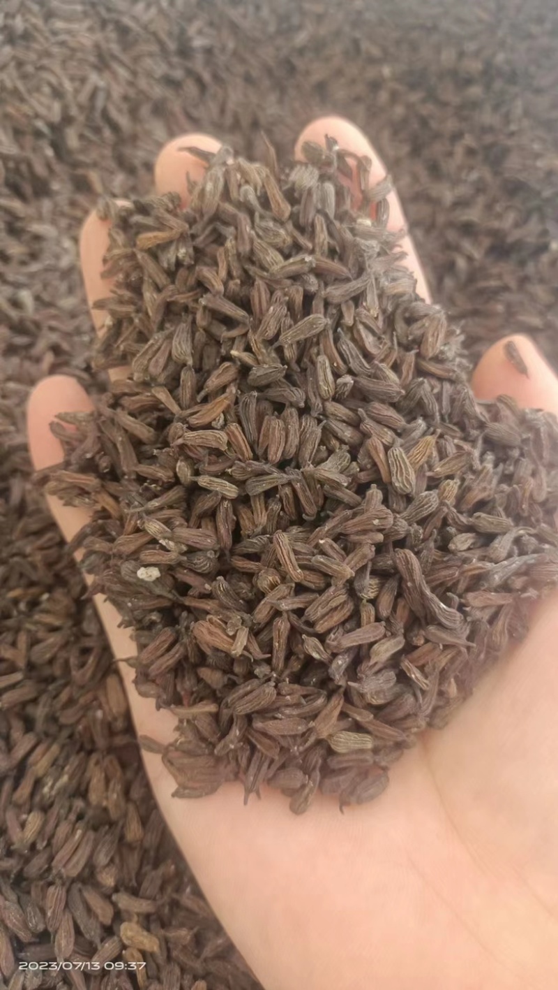 百部种子