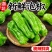 苏椒软香辣皱皮椒支持视频看货打款发货欢迎订购