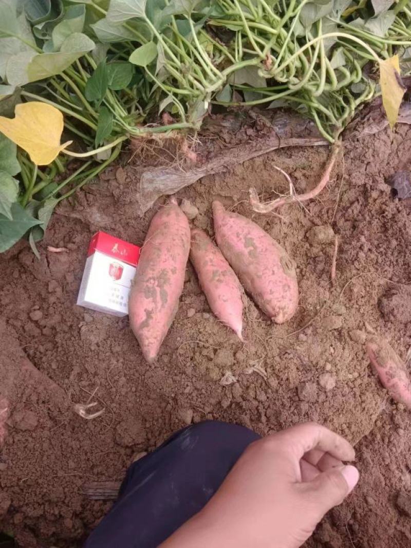 河北红薯烟薯25烤蜜薯大量供应产地货源量大优惠