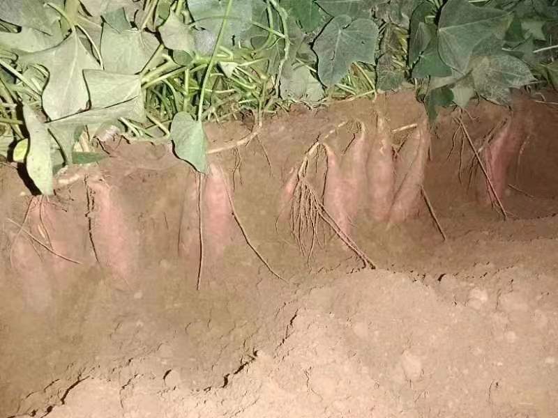 河北红薯烟薯25烤蜜薯大量供应产地货源量大优惠