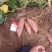 河北红薯烟薯25烤蜜薯大量供应产地货源量大优惠