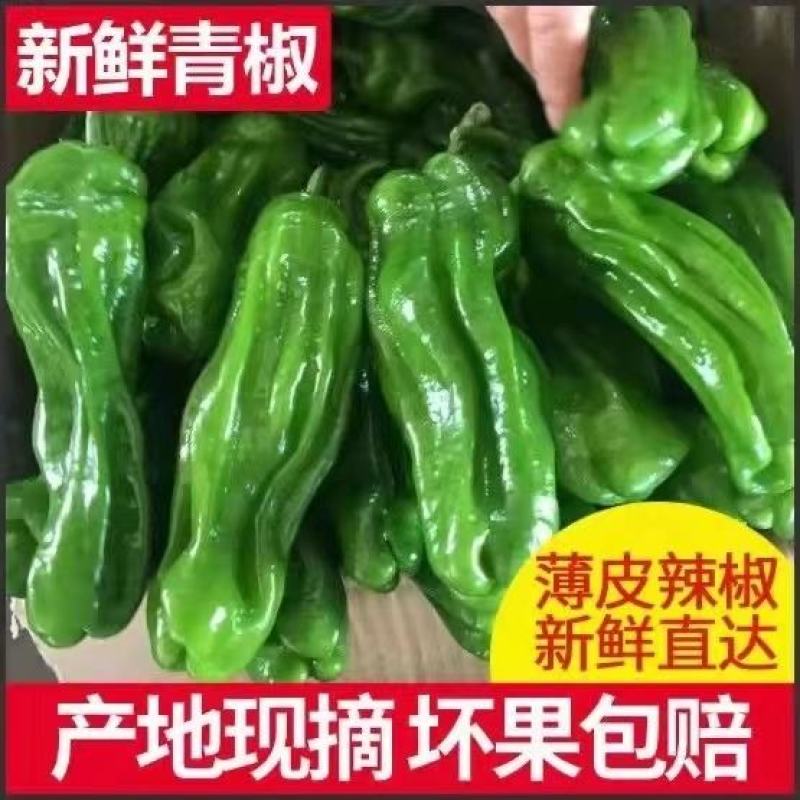 苏椒软香辣皱皮椒支持视频看货打款发货欢迎订购