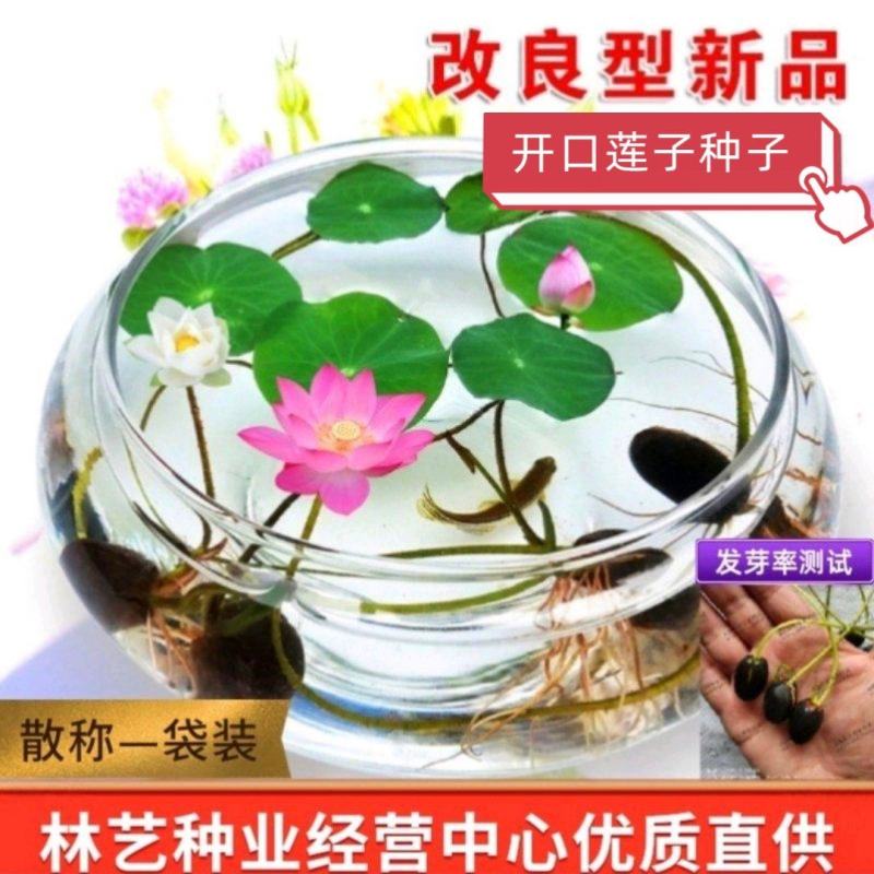 莲子种子已开口四季水生碗莲荷花种子懒人室内外盆栽阳台