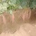 河北红薯西瓜红新鲜红薯大量供应产地货源量大优惠