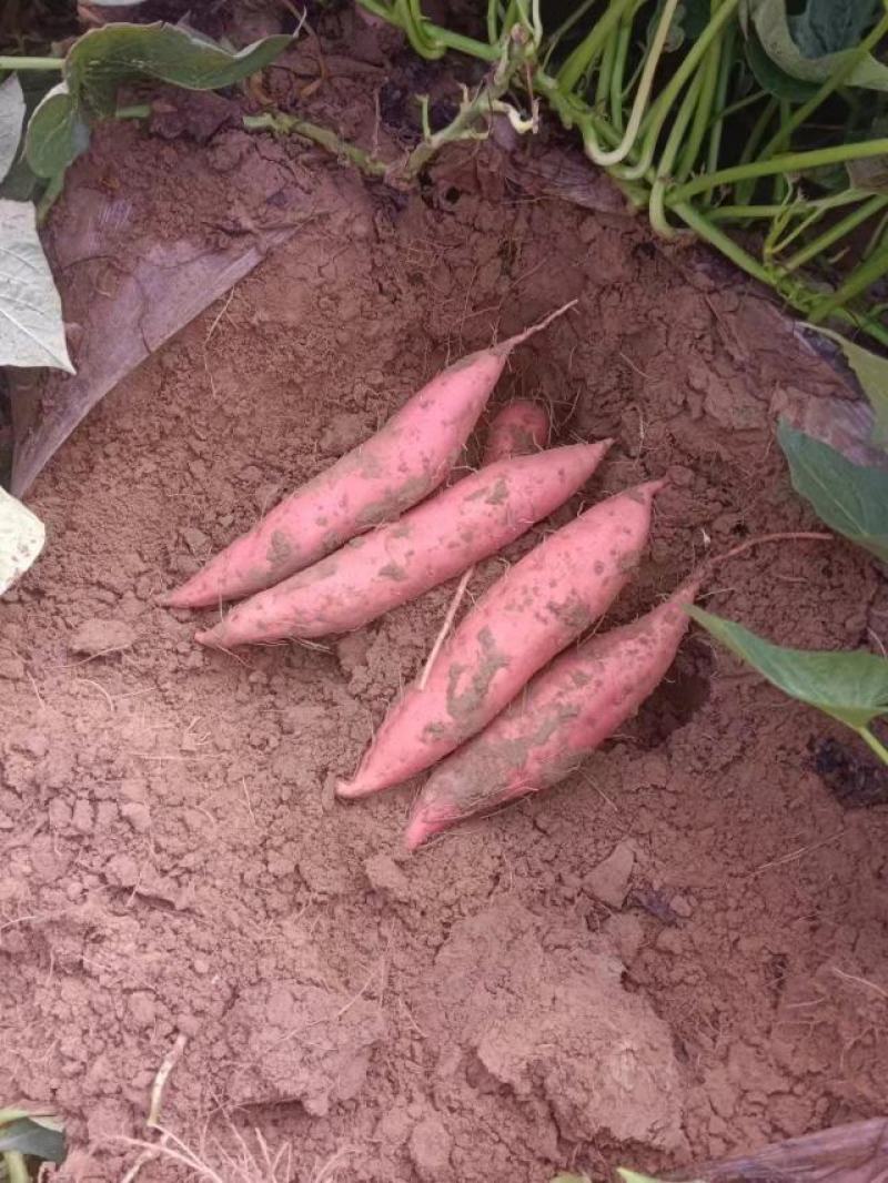 河北红薯西瓜红新鲜红薯大量供应产地货源量大优惠