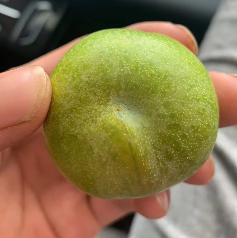 阿坝州茂县青翠李大量上市