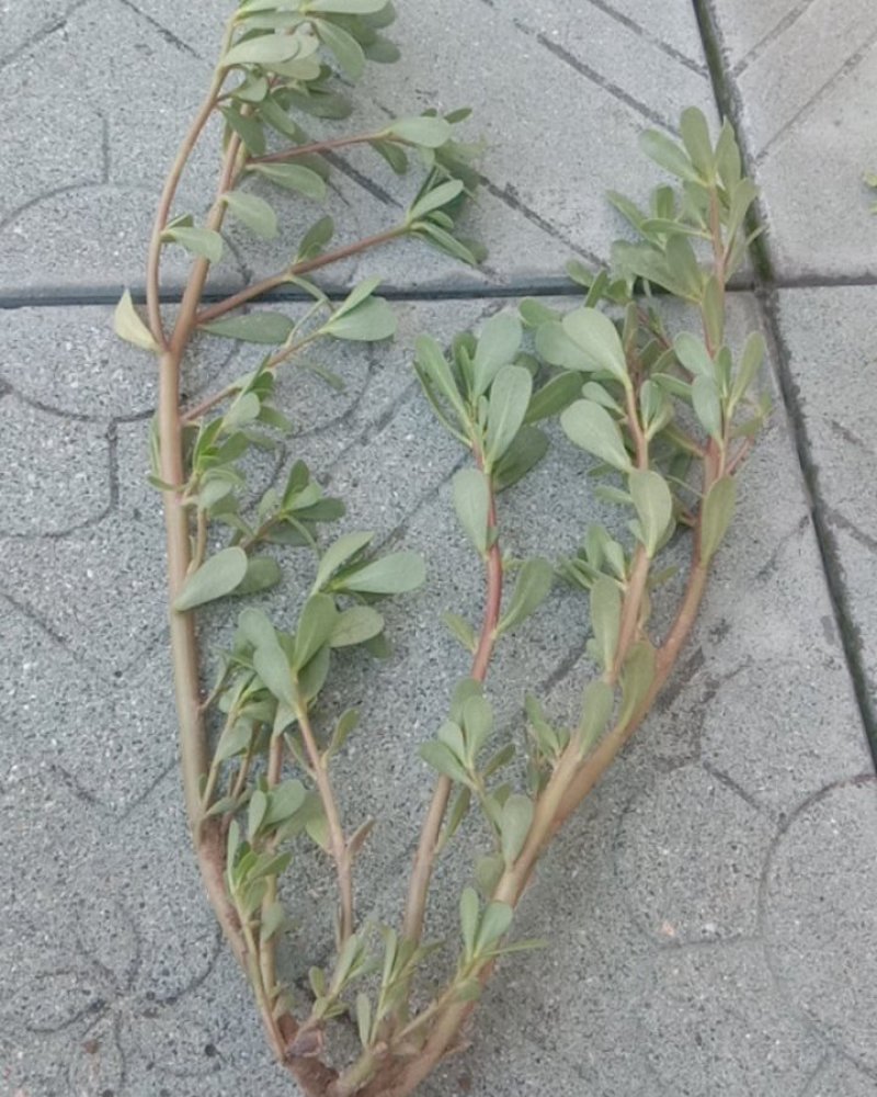 马齿菜