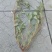 马齿菜