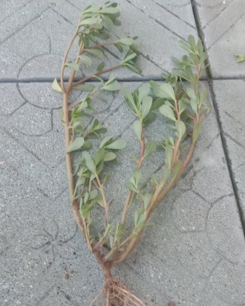 马齿菜