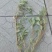 马齿菜