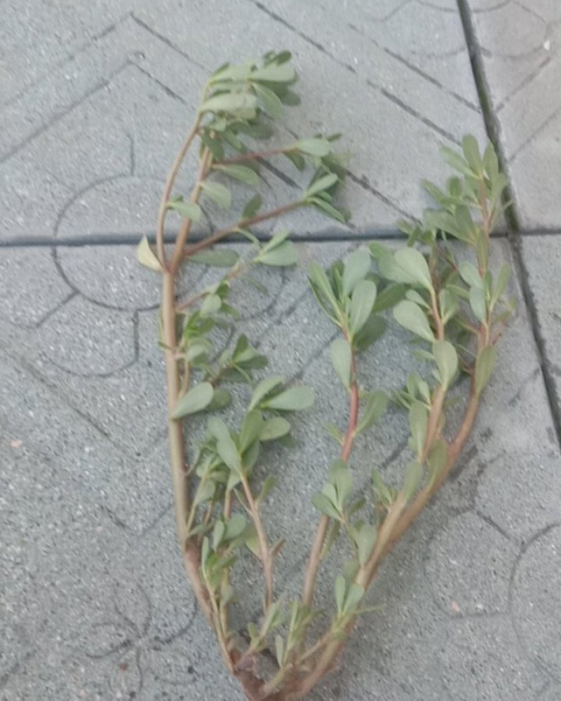 马齿菜