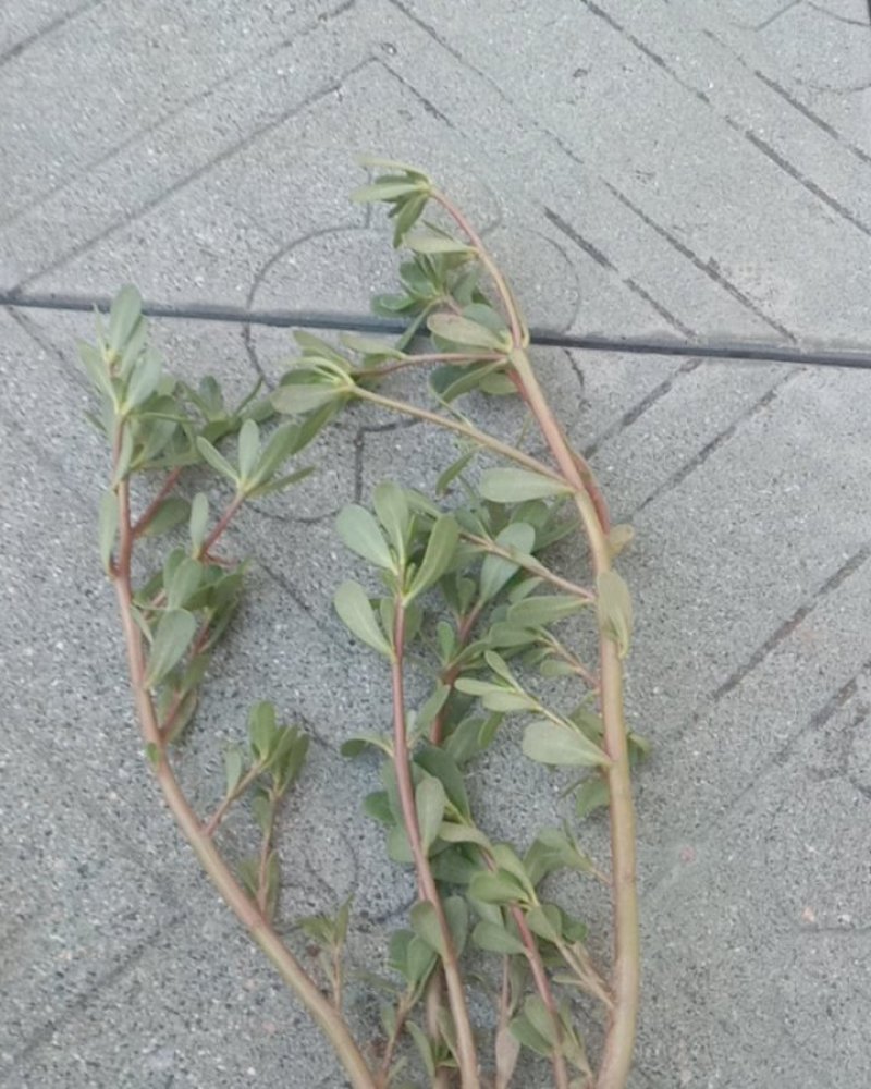 马齿菜
