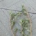 马齿菜